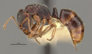 Media type: image;   Entomology 20458 Aspect: habitus lateral view